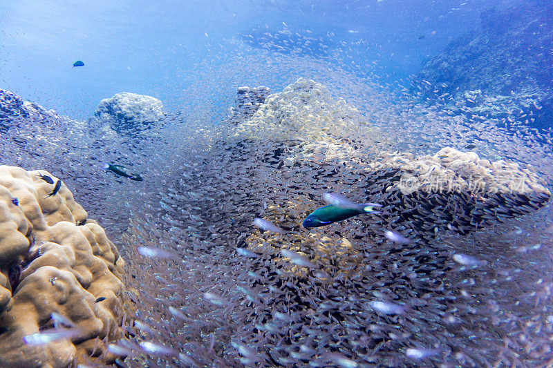 浅滩玻璃鱼又名侏儒清扫鱼(Parapriacanthus ransonneti)在珊瑚礁生态系统海洋环境，寇哈群岛，安达曼海，甲米，泰国。